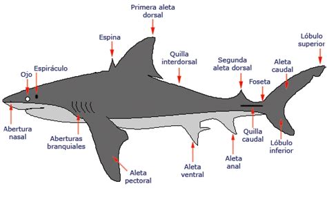 La Chachipedia: El tiburón. Tipos de tiburones ...
