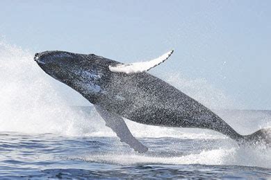 La Chachipedia: Las Ballenas y las orcas