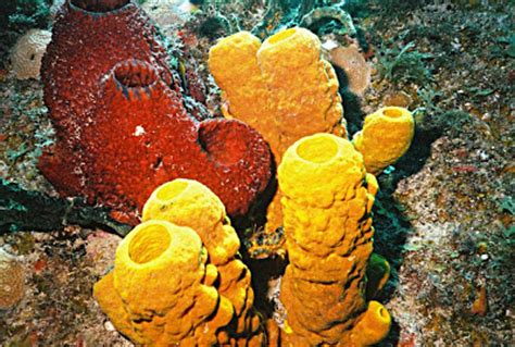 La Chachipedia: Las Esponjas de mar
