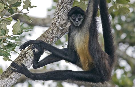 La Chinantla, región de conservación del mono araña | ORO ...