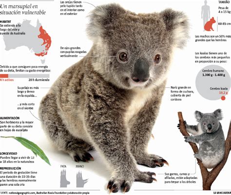 LA CIENCIA DE LA VIDA: Los adorables koalas