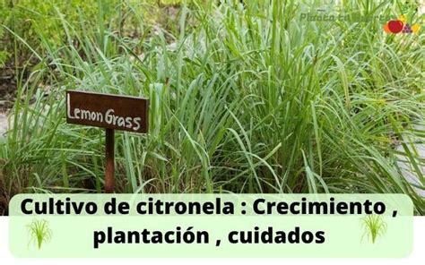 La citronela  Cymbopogon nardus  también conocido como ...