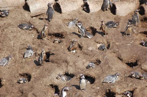 La ciudad de los 4.000 pingüinos | Planeta Futuro | EL PAÍS