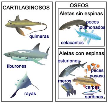 La clase del profe José Miguel: 5 NATURALES Animales vertebrados: Los peces