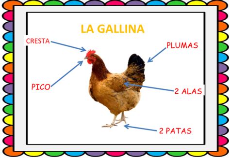 La clase  majica : GALLINA