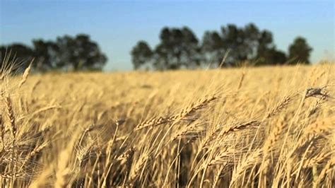 La clave en el cultivo de trigo | ON24 | Información Precisa ...