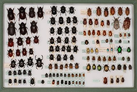 La colección de insectos del Museo de la Naturaleza y el ...
