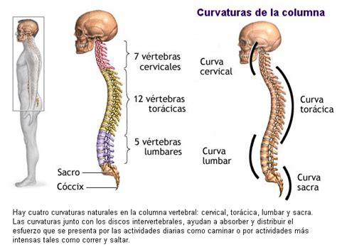 La COLUMNA VERTEBRAL [Anatomía] VÍDEOS y Teoría | Anatomí­a