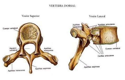 La COLUMNA VERTEBRAL [Anatomía] VÍDEOS y Teoría | Anatomí­a