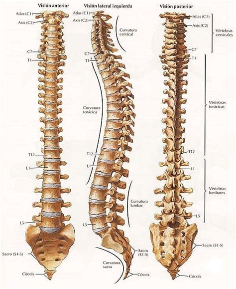 La columna vertebral es una estructura formada por una ...