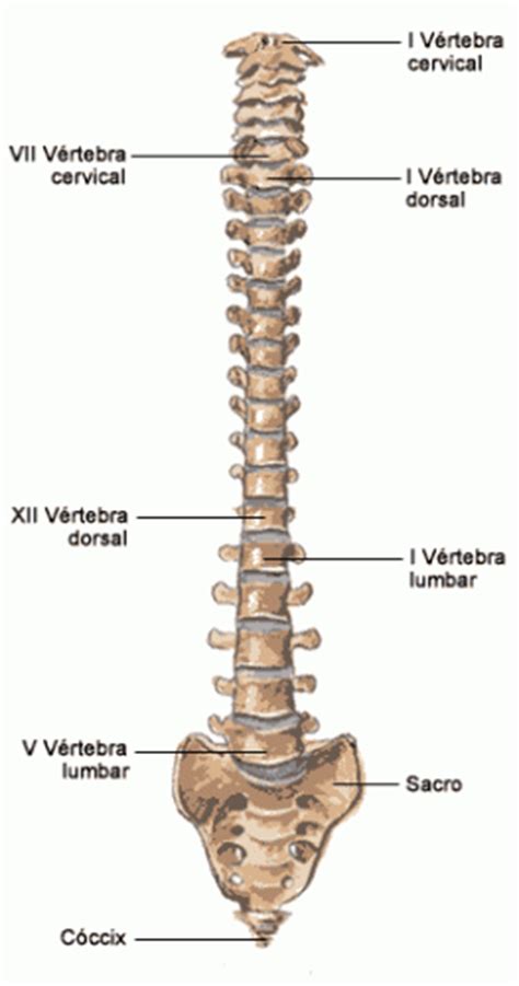 La columna vertebral   Escuela de Yoga Vasudeva