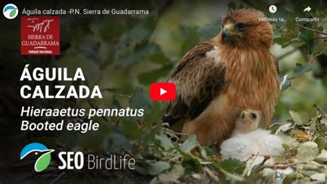 La Comunidad de Madrid instala una webcam en un nido de águila calzada ...