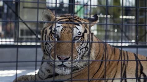 La Comunidad Valenciana prohíbe los circos con animales