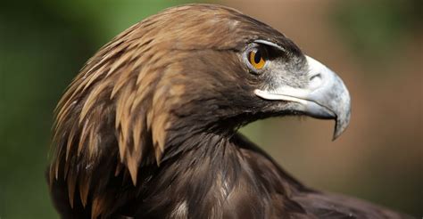 La conservación del águila real acusa falta de recursos en ...