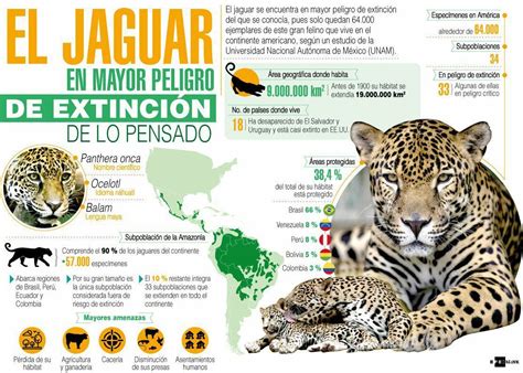 La COP14 instaura Día Internacional del Jaguar el 29 de noviembre ...