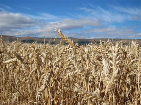 La cosecha de cereal alcanza cotas históricas en Álava y supera por ...