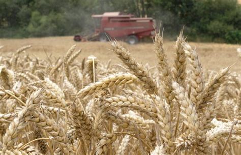 La cosecha de cereales será de un 53,5% más con respecto a la pasada ...