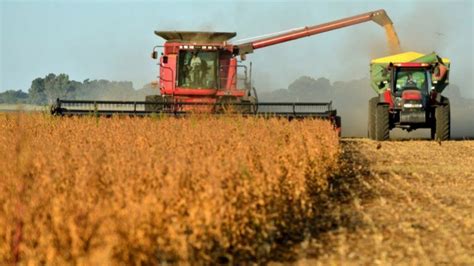 La cosecha de soja se reduce a 50 millones de toneladas y ...