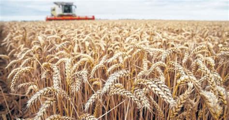 La cosecha de trigo finaliza con un rendimiento 3% superior al ciclo ...