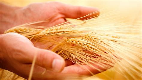 La cosecha de trigo llegaría a los 16 M de toneladas   Agritotal