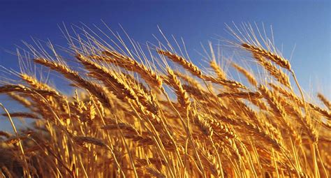 La cosecha de trigo marcó un nuevo récord | AM990 Formosa