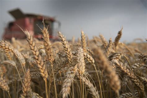 La cosecha de trigo no avanza y los rendimientos son demasiado bajos ...