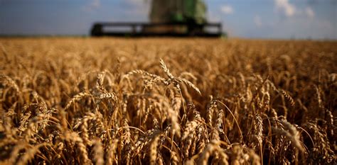La cosecha de trigo promete grandes desafíos   Clarín