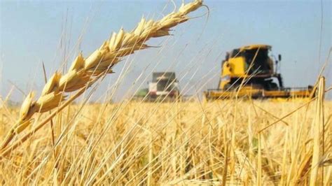 La cosecha de trigo sigue dando bajos rendimientos