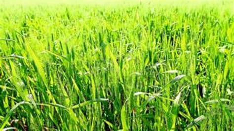 La cosecha de trigo superará este año las 278.000 toneladas   Diario ...