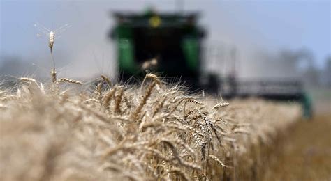 La cosecha de trigo terminó en Córdoba con crecimiento | Agrovoz