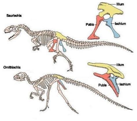 La Cueva del T Rex: LA CLASIFICACIÓN DE LOS DINOSAURIOS.