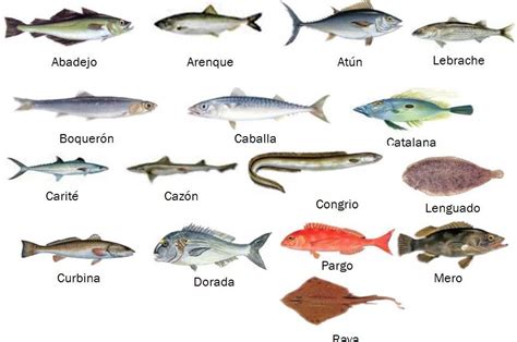 la cuisine de l avenir: CLASIFICACIÓN DE LOS PESCADOS