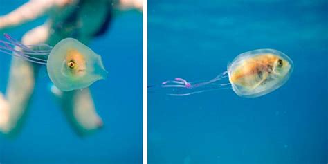 La curiosa foto de un pez atrapado dentro de una medusa sorprende en ...