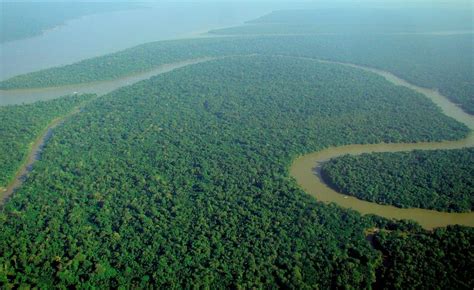 La deforestación del Amazonas   El Orden Mundial   EOM