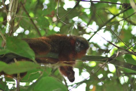 La deforestación en Colombia tiene en peligro de extinción al mono tití ...