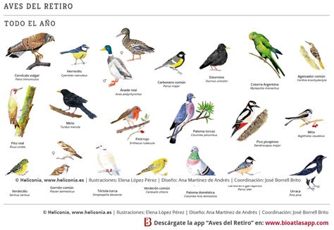 La diversidad de aves como un indicador de la calidad de vida en las ...