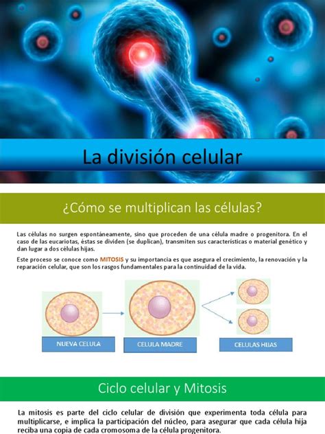La división celular | Mitosis | Ciclo celular