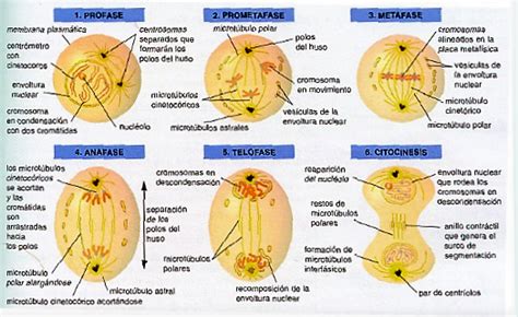 La división celular: Mitosis