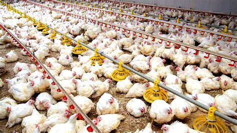 La dura realidad detrás de los pollos que son criados para consumo ...