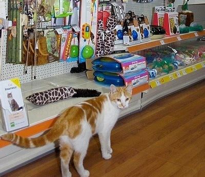 La elección del gato adecuado en la tienda   II   Gatitos ...