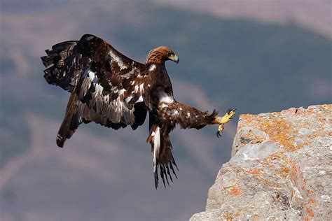 La espectacular imagen de un águila real, ganadora del XI ...
