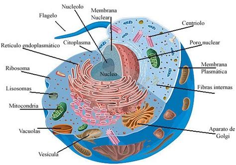 La estructura de la célula eucariota. |  biología