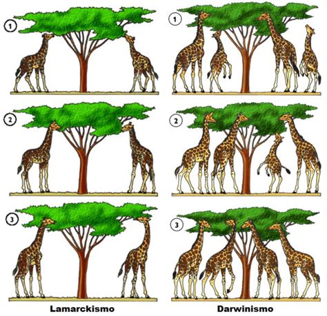 La evolución de las especies: La teoría evolucionista de ...