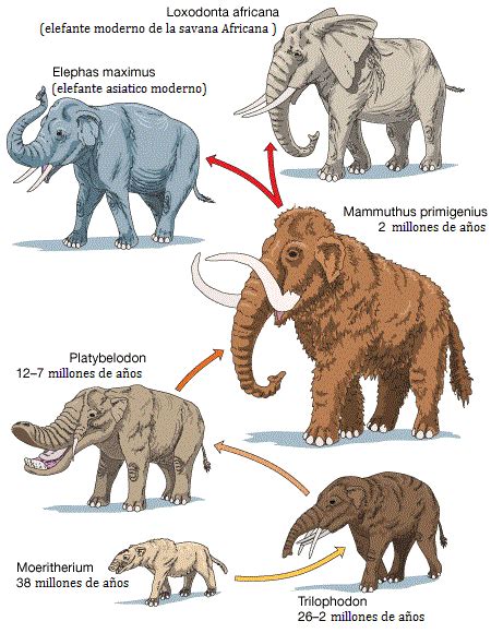 La evolución de los elefantes | El elefante, Evolución y Elefantes