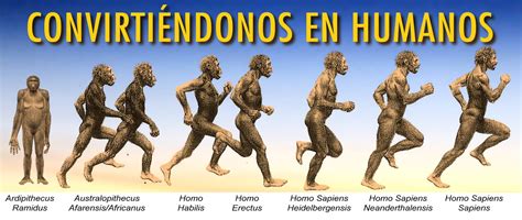La evolución del Hombre | Antropología | Cronología humano ...