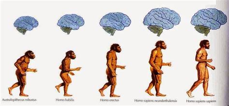 La Evolución del Hombre : LA EVOLUCIÓN DEL SER HUMANO