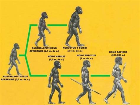 LA EVOLUCIÓN DEL HOMBRE