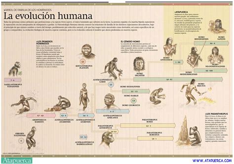 La evolución humana | Evolución humana, Hominidos, Árbol ...