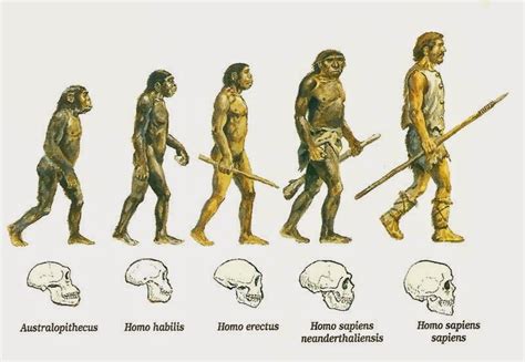La evolución humana: proceso de hominización ...