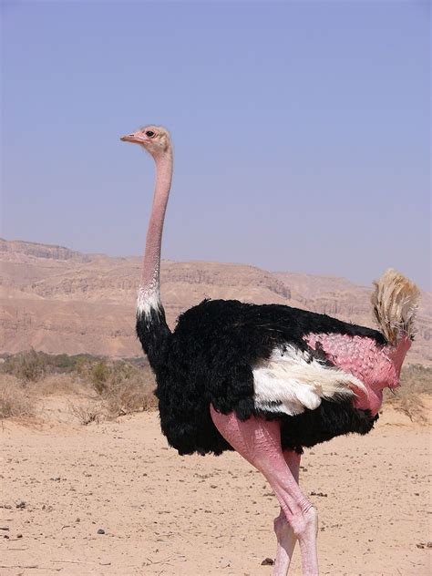 La extraordinaria tolerancia térmica del avestruz ...